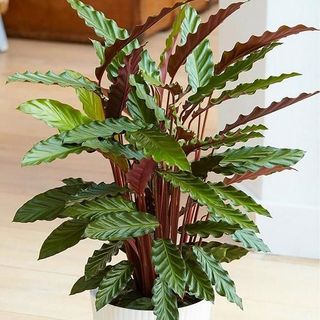 Calathea Elegans