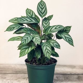 Calathea Setosa