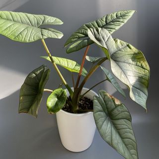 Alocasia Platinum