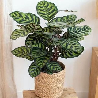 Calathea Makoyana