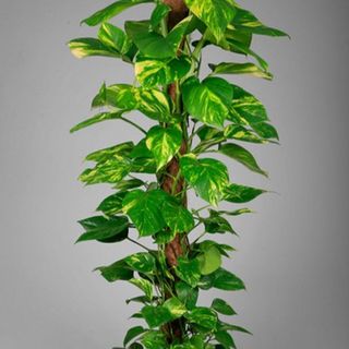Pothos Aureum h100cm