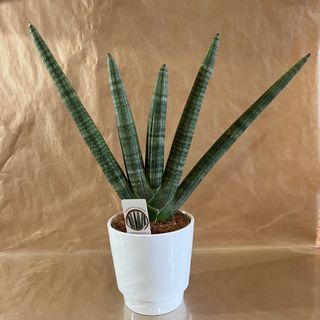 Sansevieria Cilindrica