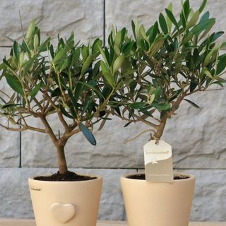 Bonsai di Ulivo