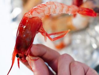 Gambero rosso di Mazzara