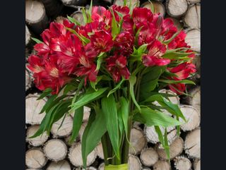 alstroemeria rossi bouquet