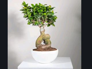 Bonsai