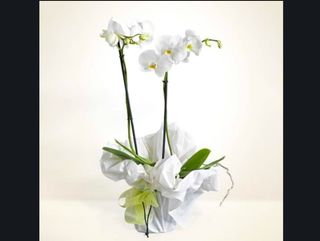 Orchid bianco
