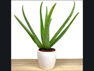 Aloe vera
