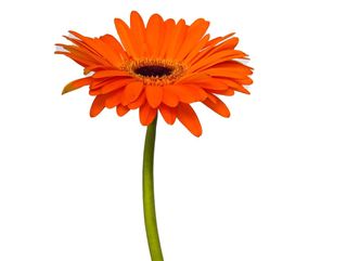 Gerbera arancione