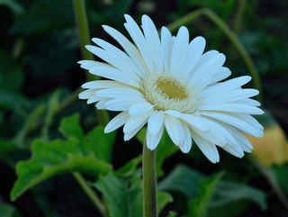 Gerbera bianco