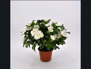 Azalea bianco