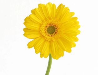 Gerbera gallo