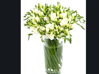 freesia bianco
