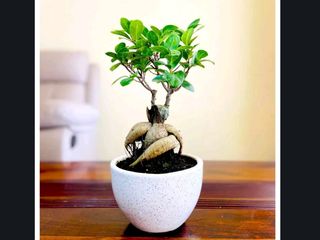 Bonsai