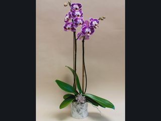 Orchid purple