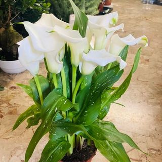 Pianta calla colore Bianca