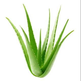 Aloe Aristata grande