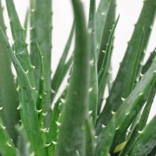 Aloe Medio