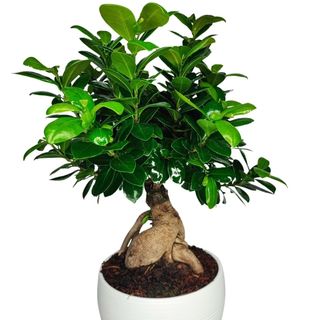 Bonsai Medio