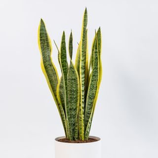 sansevieria medio