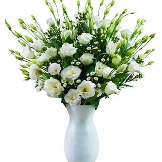 LISIANTHUS bianco