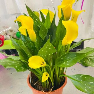 Pianta calla giallo