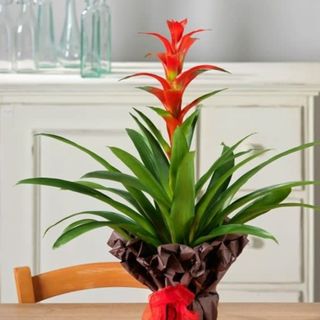 Guzmania rossa