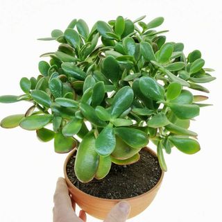 Crassula Ovata