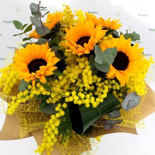 Girasole with mimosa