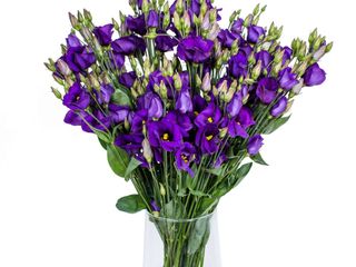 lisianthus blue