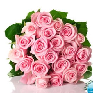 13 pink Roses