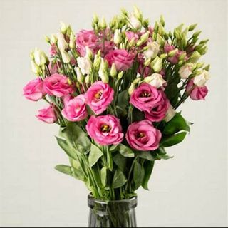 Pink lisianthus