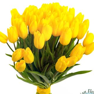 Yellow tulips
