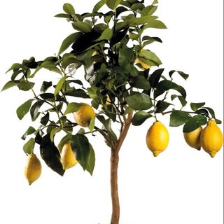 Pianta limoni