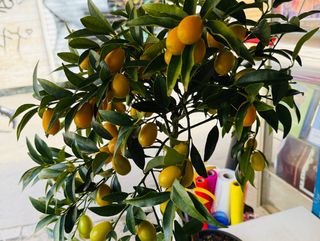 Pianta mandarini cinese