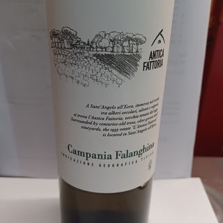 Campania falanghina 2024 12.5% vol