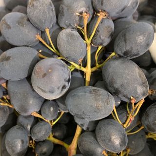 Uva nera