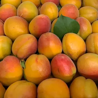Albicocche