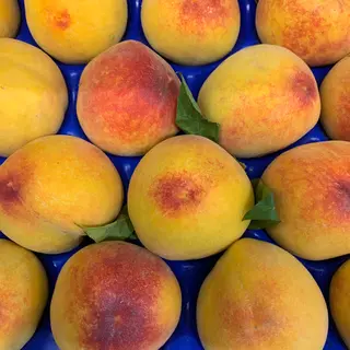 Pesche