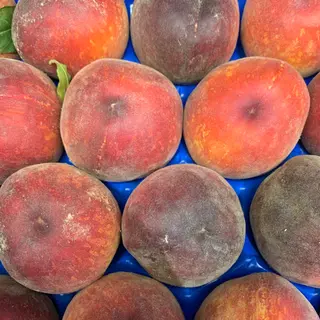 Pesche