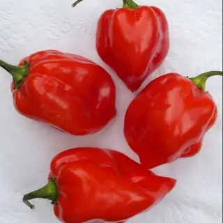 Pepperoncino rosso piccolo (Africano) 1kg
