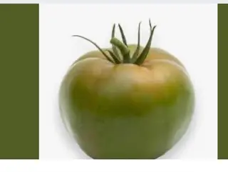 Pomodori tondo da insalata 500g