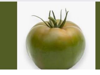 Pomodoro tondo da insalata 500g