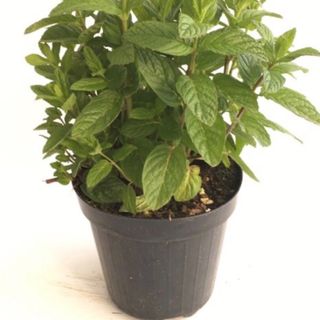 Piantina di menta cada1