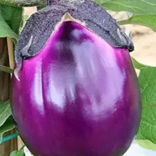 Melanzana viola cada1