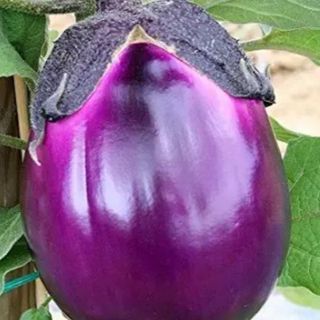 Melanzana viola cada1