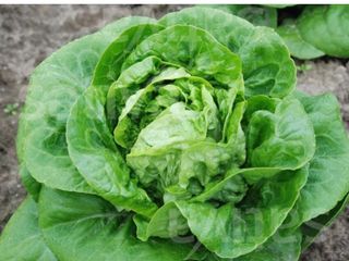 Insalata romana 1 pezzo 