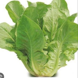 Lattuga nostrana cada1