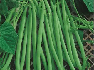 Fagiolini500gr