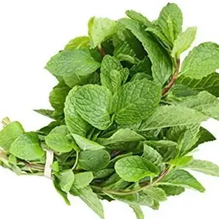 Menta cada1